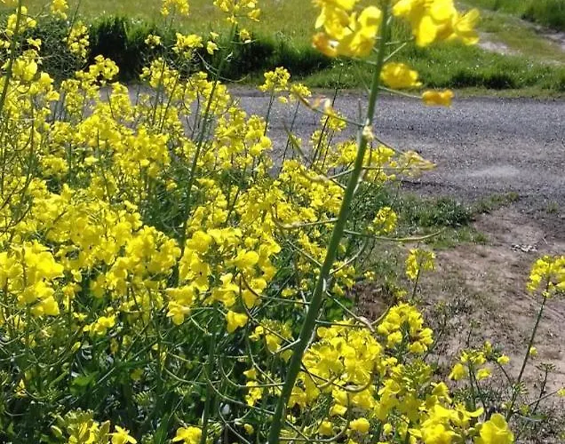 Moulin De La Licorne Saint-Savinien